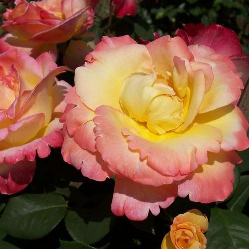 Gärtnerei - Rosa Emeraude d'Or - gelb - rosa - teehybriden-edelrosen - mittel-stark duftend - Georges Delbard - Kräftigere, schwach duftende Rose.